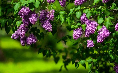 Популярные способы лечения сирени