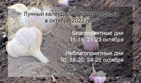 Последние рекомендации для успешной посадки на следующий год