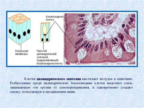Последствия реактивных изменений цилиндрического эпителия