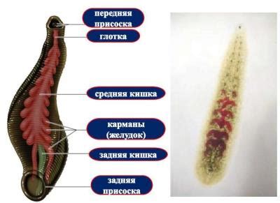 После удаления крови с пиявки: уход и хранение