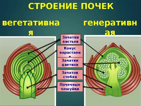 Постановка других растений
