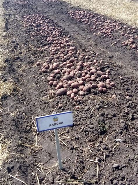 Появление картофельного поля во сне