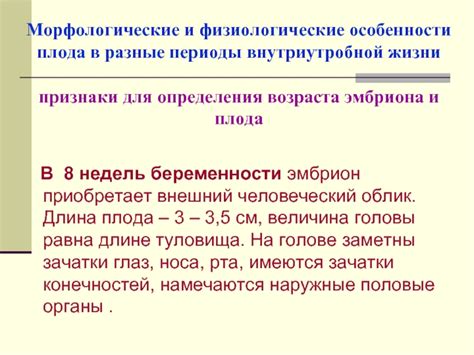Признаки определения возраста туи