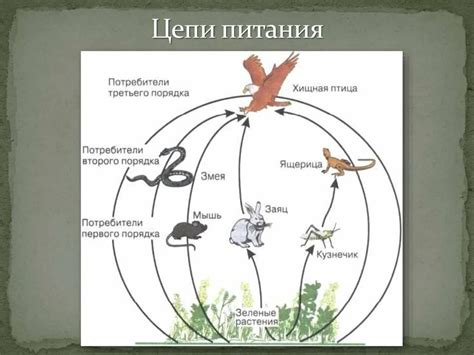 Пример пищевой цепи в лесной экосистеме