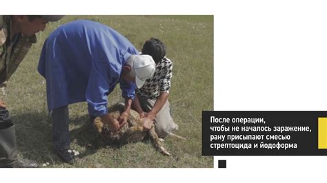 Причины кастрации баранов