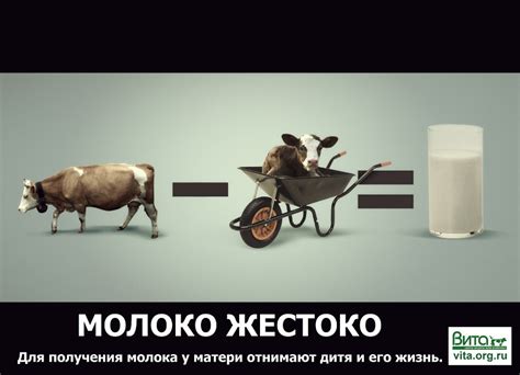 Причины отказа козленка от молока