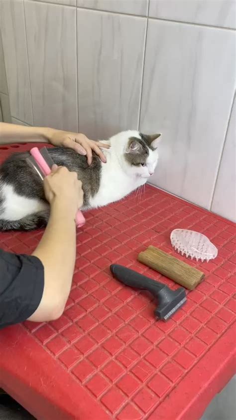 Причины пропажи расчески в доме