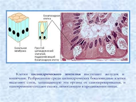 Причины реактивных изменений цилиндрического эпителия