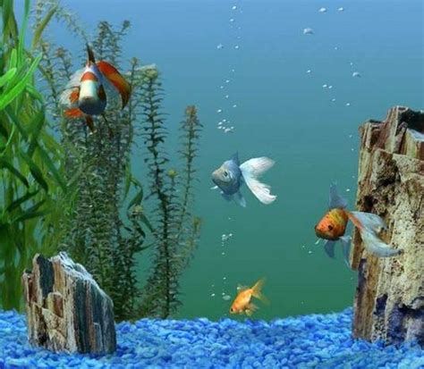 Проверьте чистоту воды и параметры аквариума