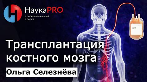 Профилактика и рекомендации для поддержания здоровья костного мозга