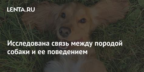 Прояснение связи между поведением собаки и внутренним состоянием