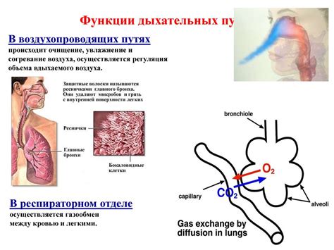 Раздел 1.2: Расширение дыхательных путей