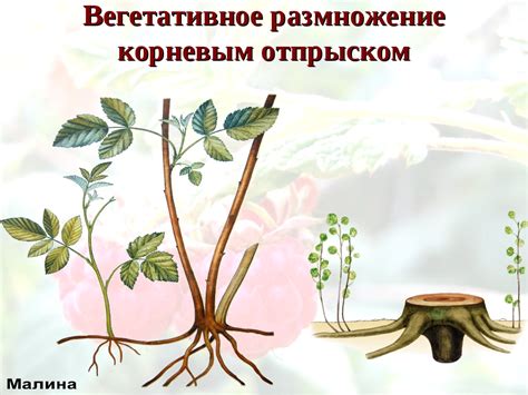 Размножение корневыми отростками чистотела