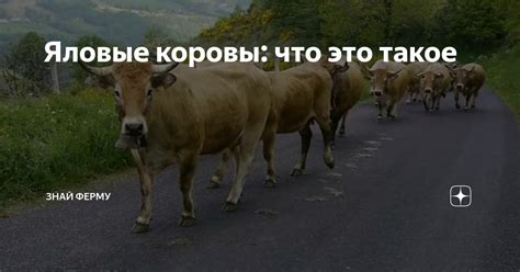 Распознавание яловых коров: важность диагностики