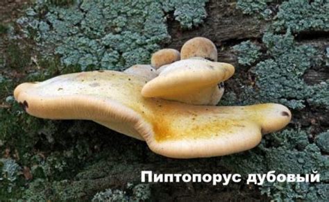 Растущие грибы на ногах: особенности сновидения