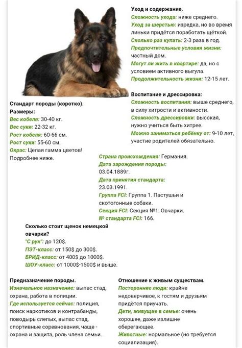Рацион питания овчарки: правильный подход к набору веса