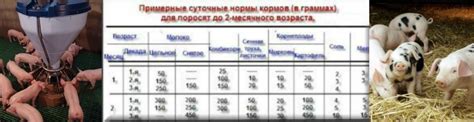 Режим и частота кормления домашних дюрок поросят