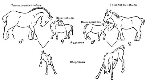 Результаты скрещивания пони и лошади