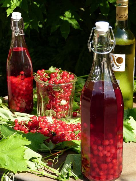 Рецепты браги из смородины