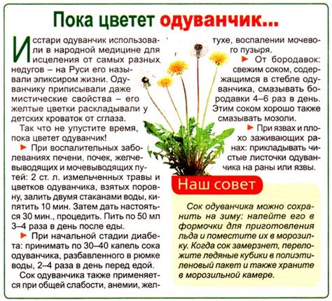 Рецепты с использованием одуванчика для диабетиков