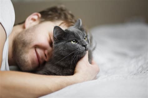 Риски для здоровья кошки, если она ест волосы