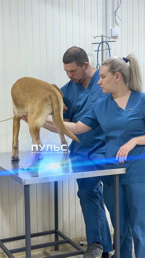 Роль диагностики и лечения в поддержании здоровья собаки