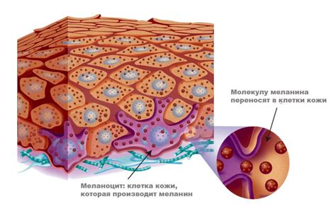 Роль меланина