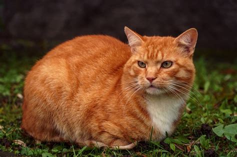 Рыжая кошка на кладбище