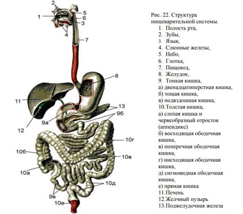 Сбой пищеварительной системы