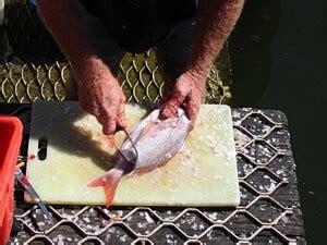 Секреты успешного приготовления рыбы для собак