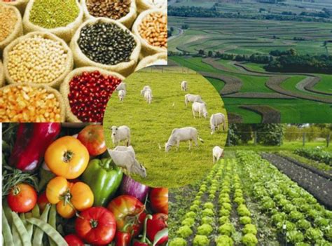 Сельское производство: культуры и продукция