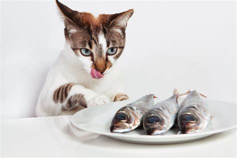 Символика сна: кот и рыба