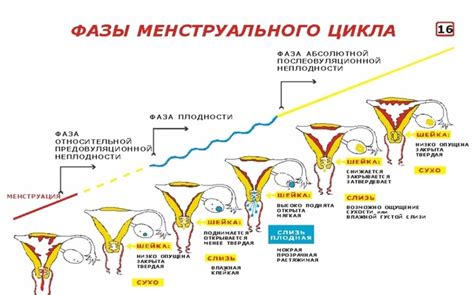 Симптомы эублефары при овуляции