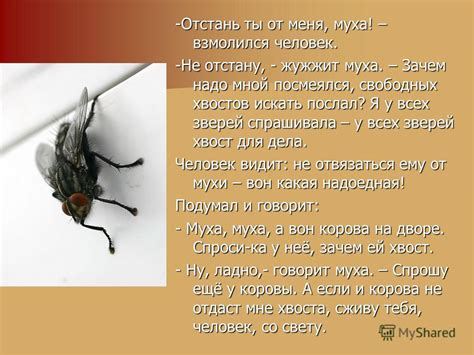 Смысл садится муха на человека