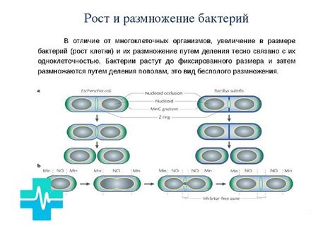 Снижает риски размножения бактерий