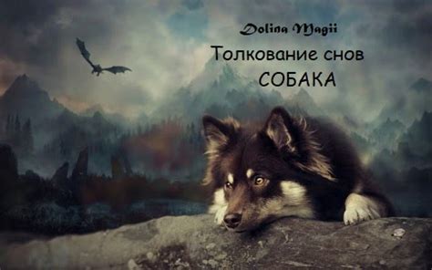 Собака и плавание: толкование трактовок снов