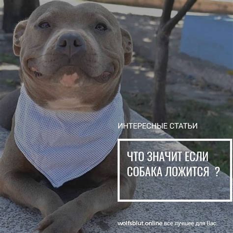 Собака показывает подчинение