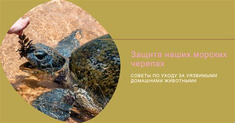 Советы по уходу за черепахами