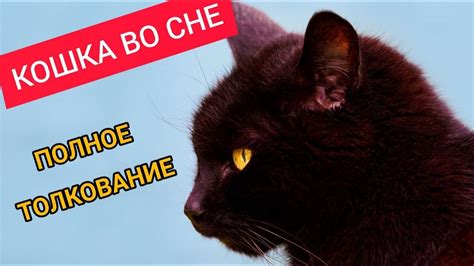 Спасение птицы от кошки: символика и толкование