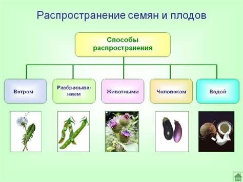 Способы распространения клоны