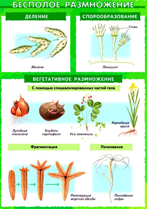 Способ размножения