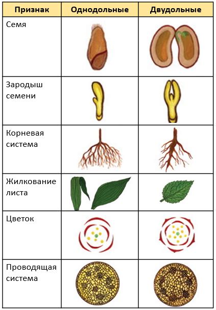 Сравнение размера растения