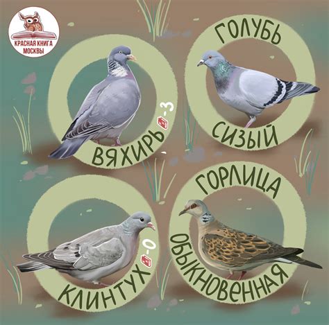 Сравнение с голубиным кудкутаньем