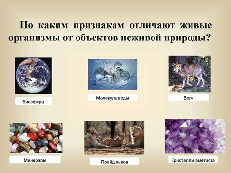 Сущность фантома живого человека