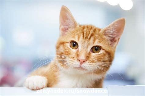 Таинственный рисунок на лбу кошек