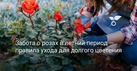 Толкование сна о розах