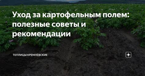 Толкование сна с картофельным полем