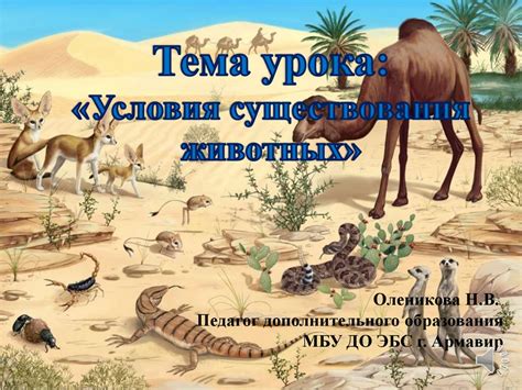 Условия существования белых гусениц в почве