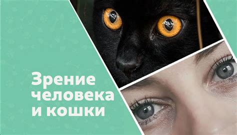 Усы и кошачье зрение