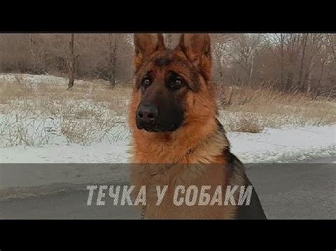 Физические признаки течки у собаки стаффорда
